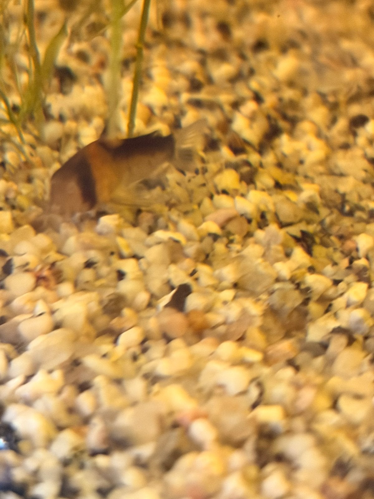 Corydora Adolfoi, Vis