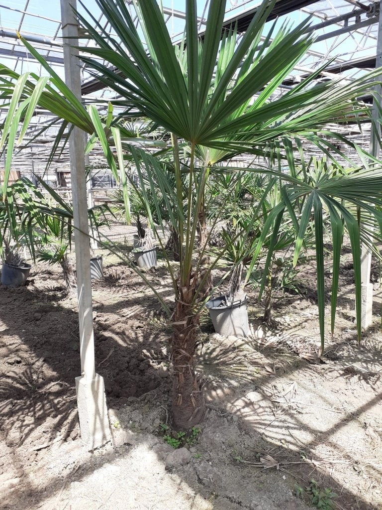 Winterharde palmboom Trachycarpus fortunei te koop, Bloeit niet, 100 tot 250 cm, Palmboom, Ophalen
