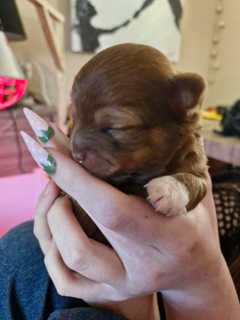 Prachtige pups, Overige rassen, 8 tot 15 weken, Meerdere, Meerdere dieren