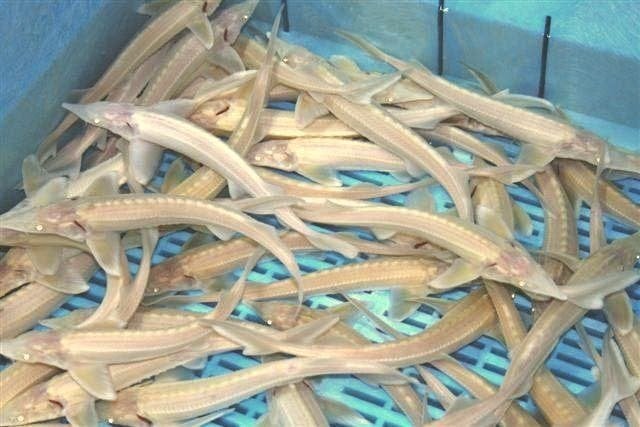 Steur, zeelt, rosetta, winde, spiegelkarper, graskarper, enz, Dieren en Toebehoren, Vissen | Vijvervissen, Karper of Koi