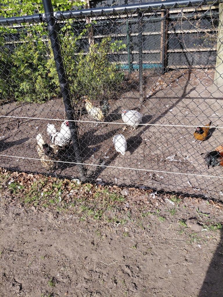 Gevraagd 1 a 2 chinese kwartels hennen, Dieren en Toebehoren, Vrouwelijk