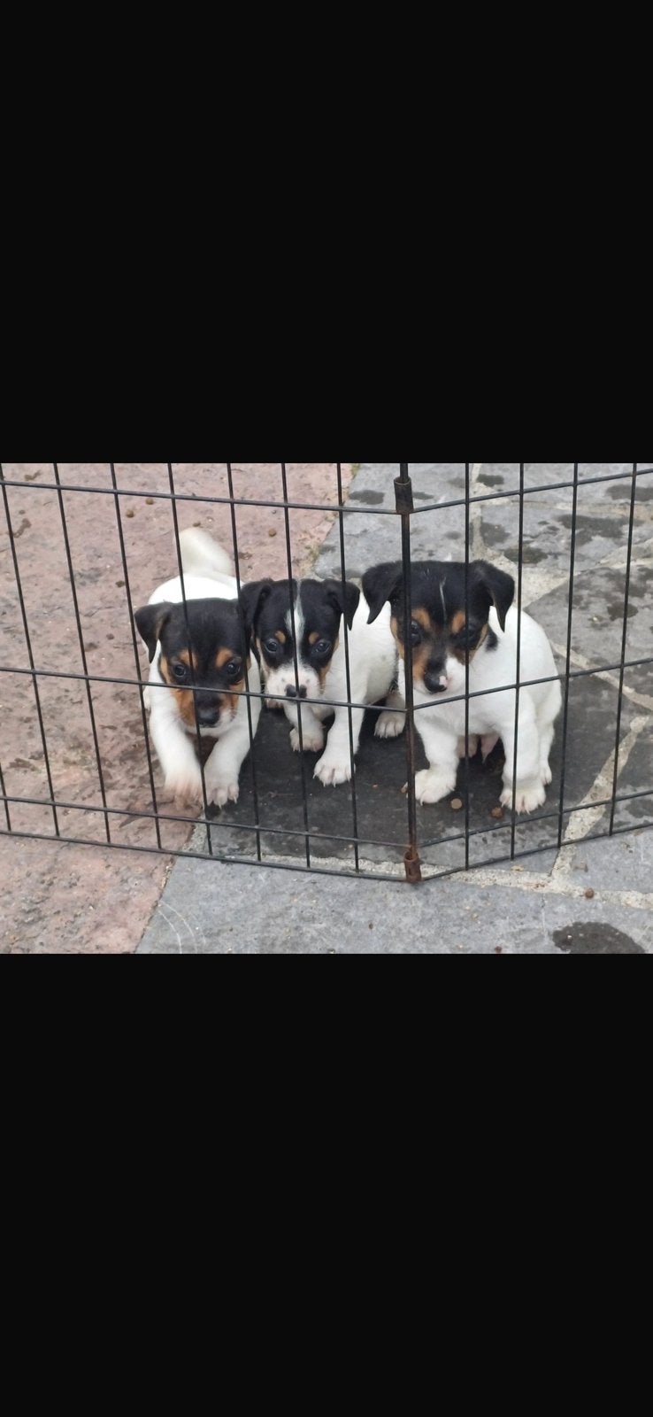 Nog 3 jack russel pupjes zoeken warme thuis, België, Particulier, Jack Russell Terriër, 8 tot 15 weken