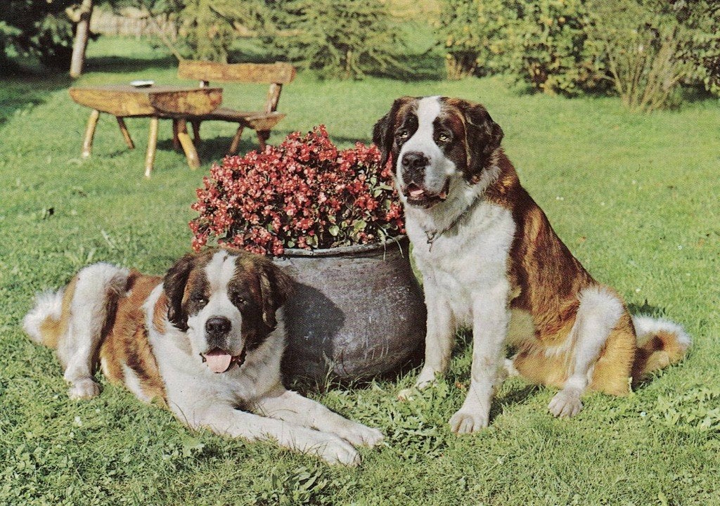 2 Sint Bernhard kijken 589, Verzamelen, Ophalen of Verzenden, 1980 tot heden, Ongelopen, Hond of Kat