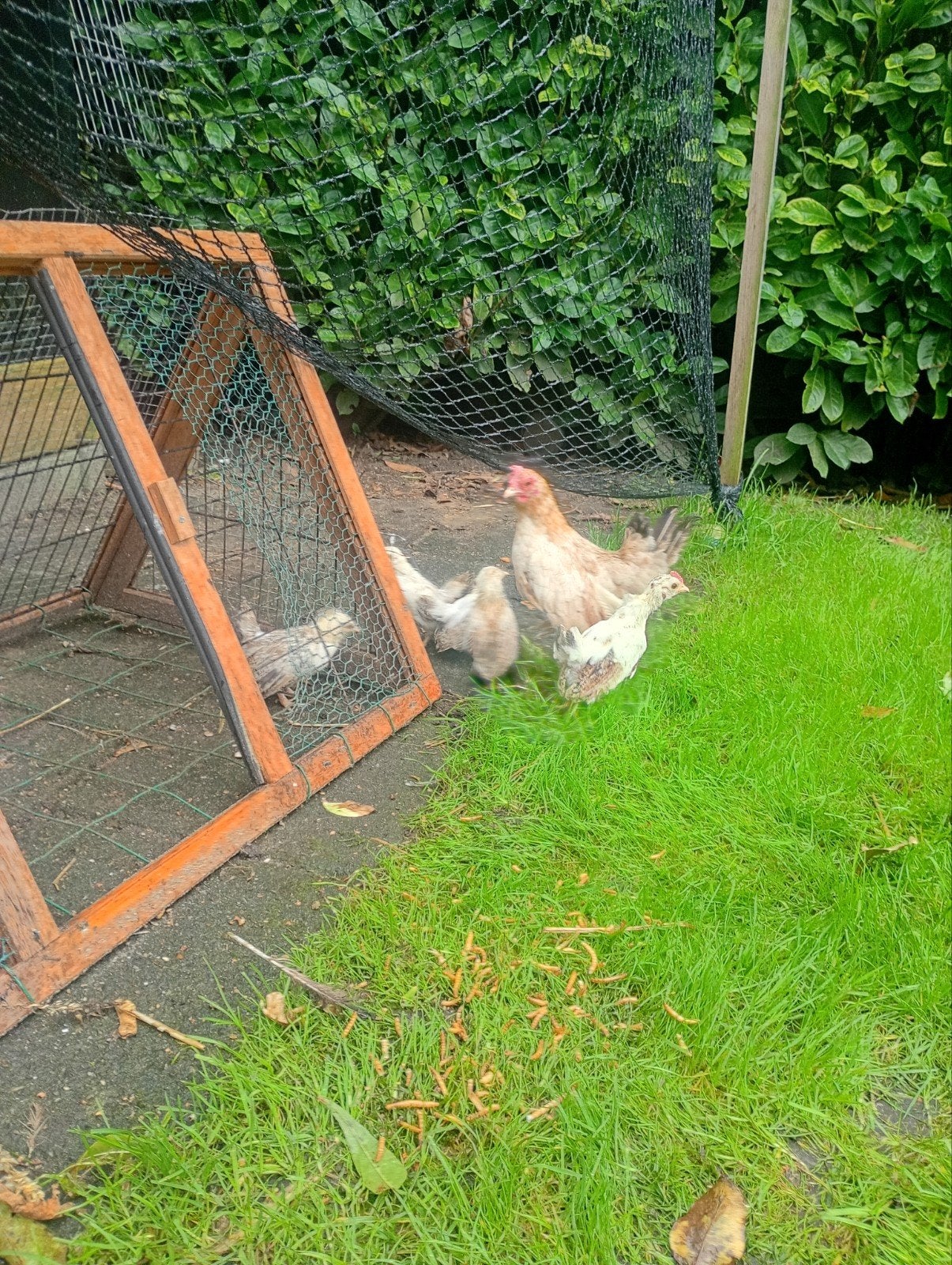 serama hen met 5 kuikens 4 hennen 1 haan, Dieren en Toebehoren