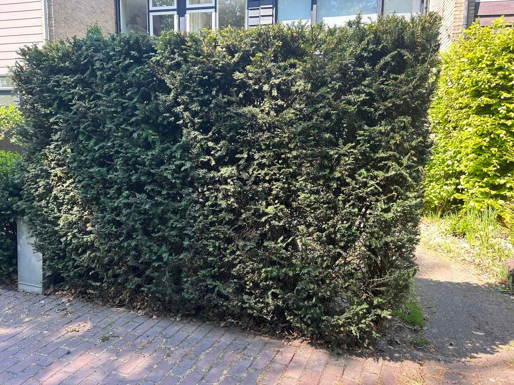 Gratis Taxus Baccata haag (10 stuks) - zelf uitgraven, Ophalen, Taxus, Haag, 100 tot 250 cm