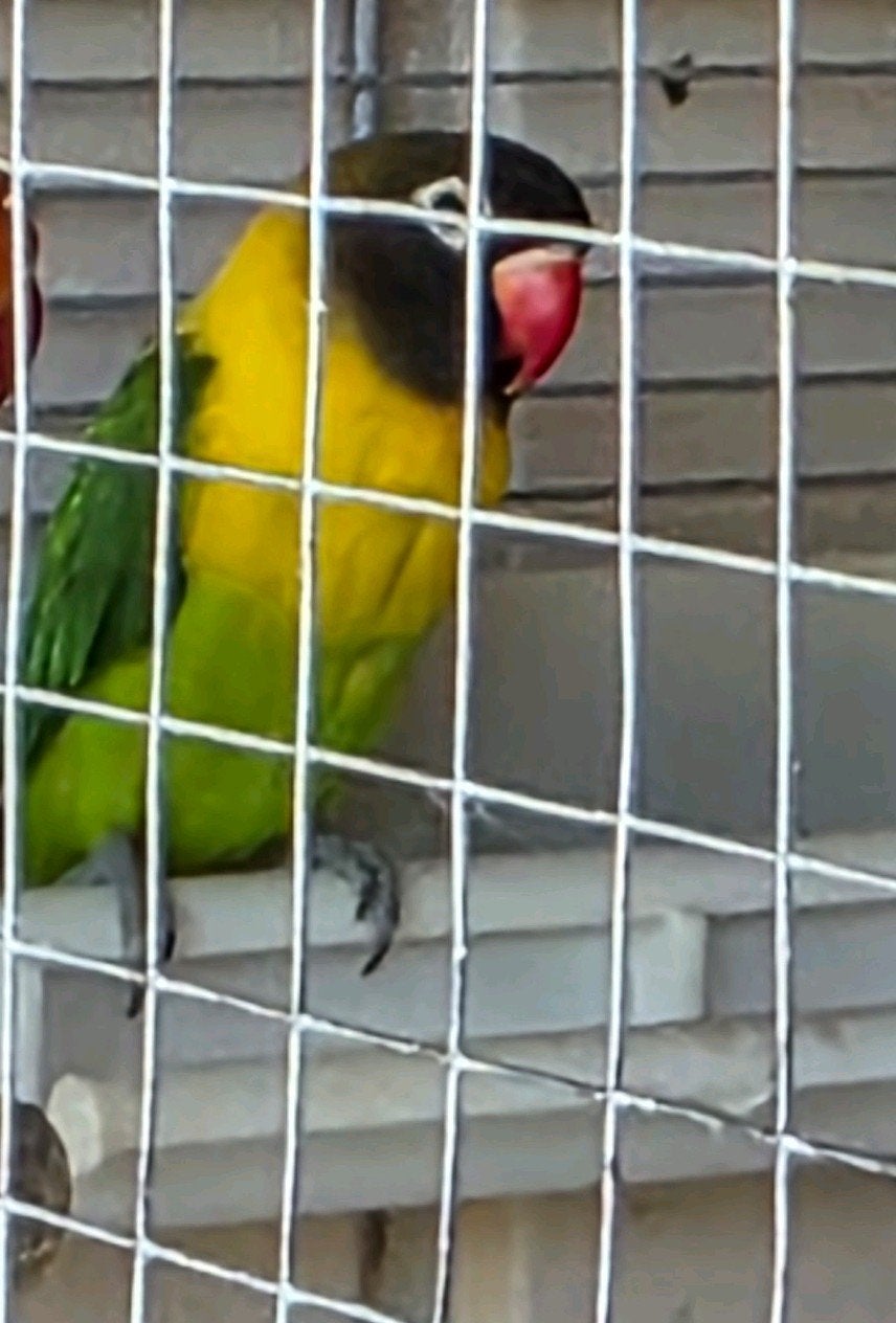Agapornis personata wildkleur jongen babys, Dieren en Toebehoren, Geslacht onbekend, Dwergpapegaai of Agapornis, Geringd