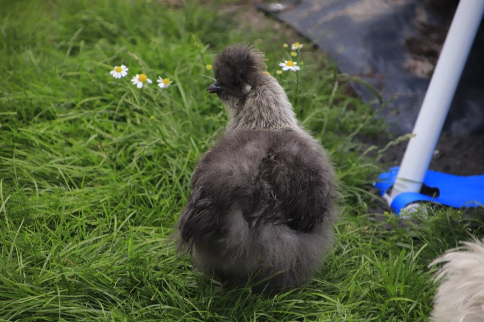 Zijdehoenders (zie omschrijving), Dieren en Toebehoren, Pluimvee, Meerdere dieren, Kip