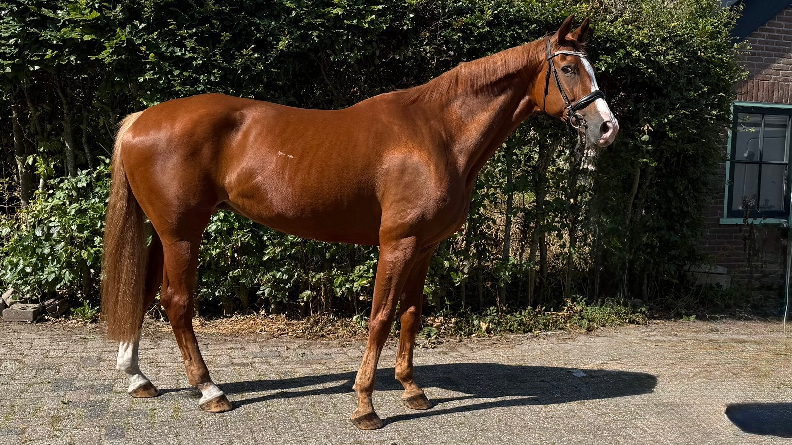 Te koop prachtige 11 jarige brave  merrie, Dieren en Toebehoren, Paarden, Merrie, Met stamboom, L, 11 jaar of ouder
