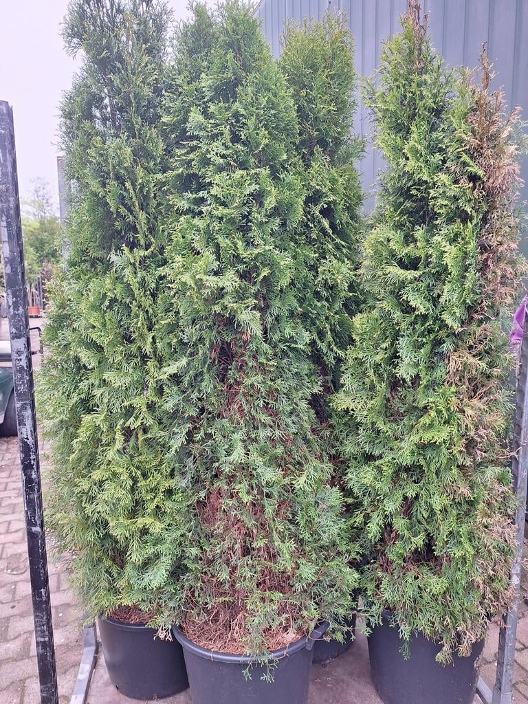 Coniferen 8 stuks, Ophalen, Conifeer, 100 tot 250 cm