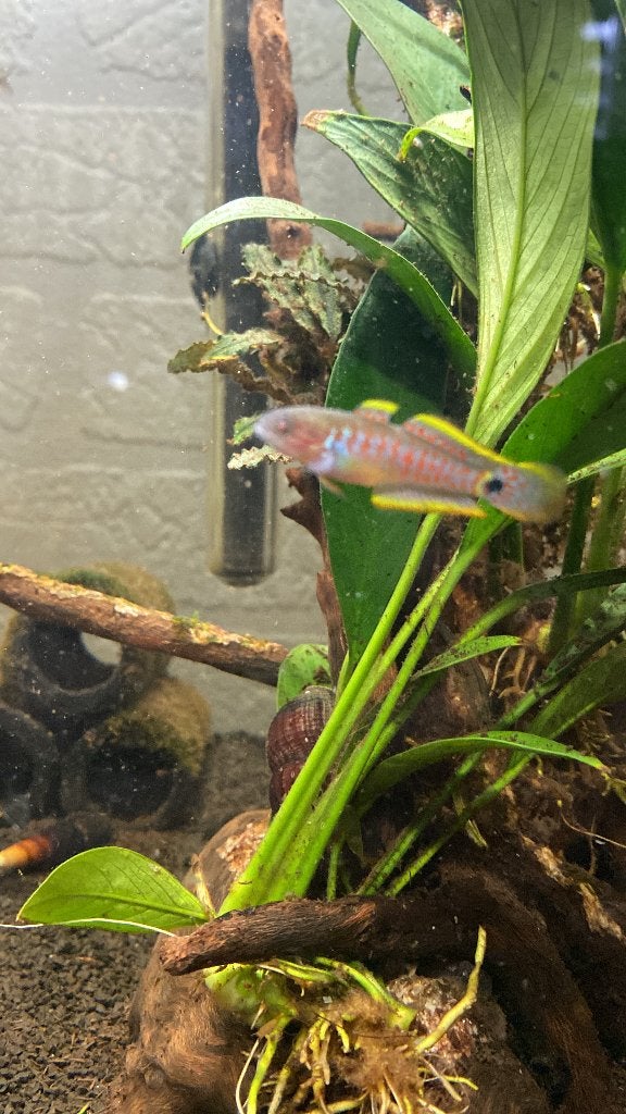 Aquarium 50 ltr, compleet + onderstel, Dieren en Toebehoren, Vissen | Aquaria en Toebehoren, Ophalen, Gebruikt, Leeg aquarium