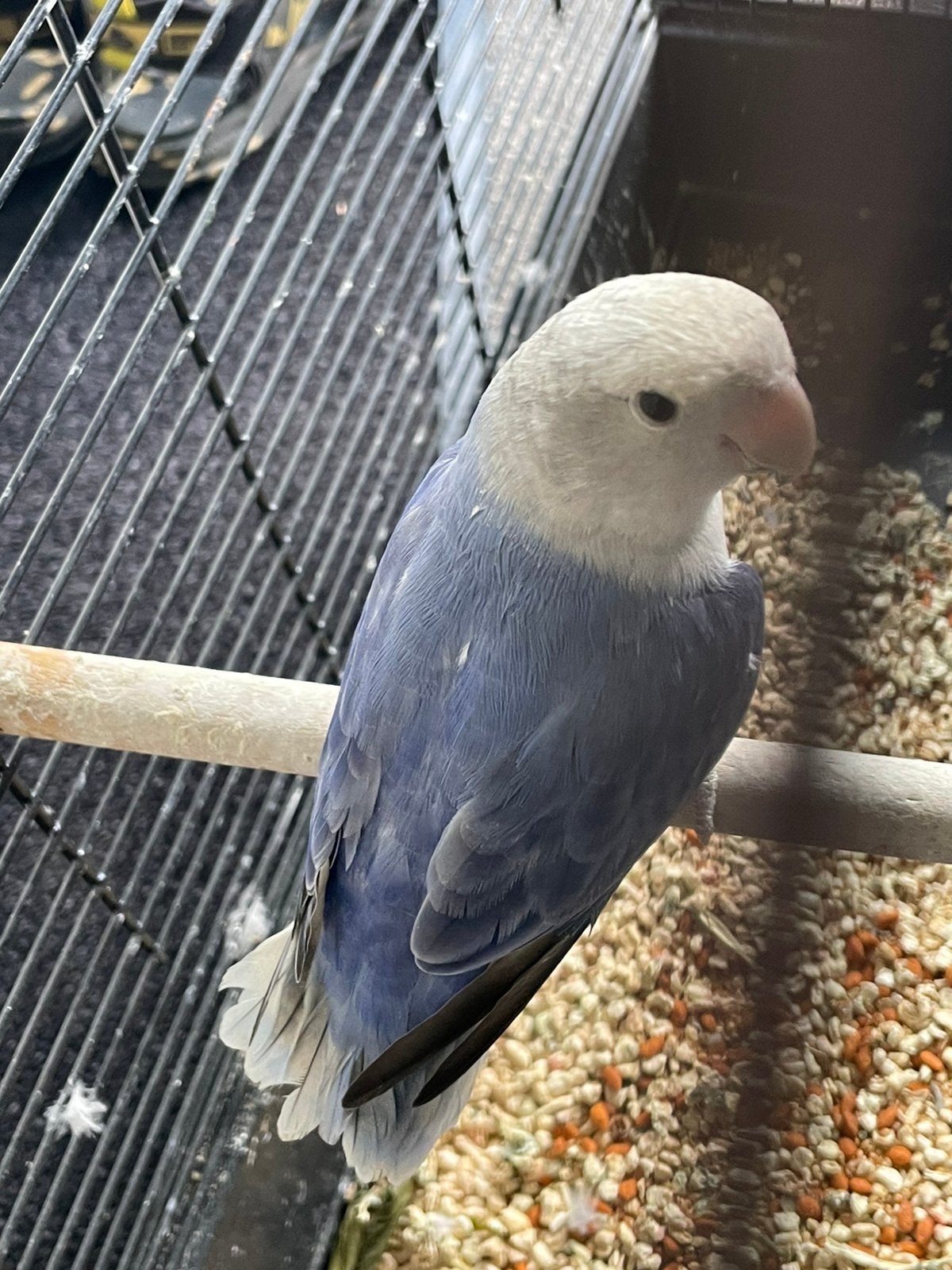 Prachtige Agapornis Dwergpapegaai Lovebird Diverse Kleuren, Dieren en Toebehoren, Vogels | Parkieten en Papegaaien, Meerdere dieren