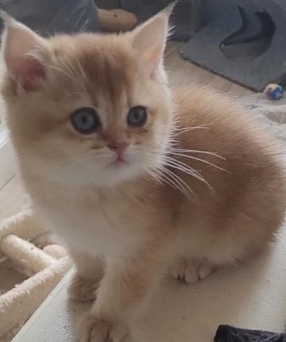 Britse korthaar golden schaded (ny11), Kater