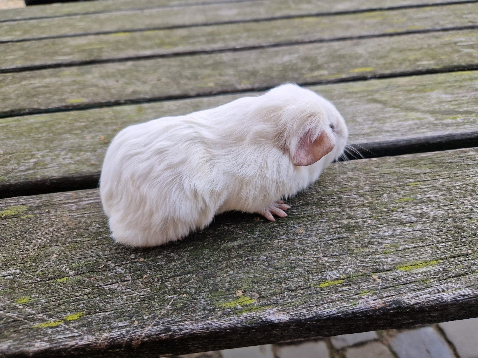 Mooie cavia (vrouwtje), Cavia, Juli, Vrouwelijk, Tam