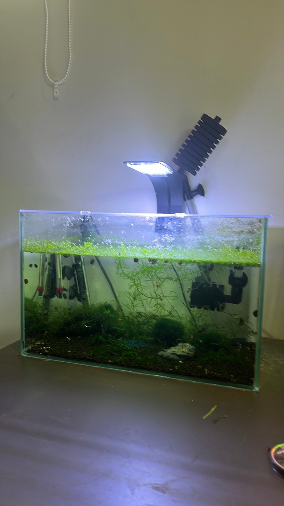 Garnalen aqarium/kweekbak, Ophalen, Overige merken, Inclusief vissen, Gevuld zoetwateraquarium