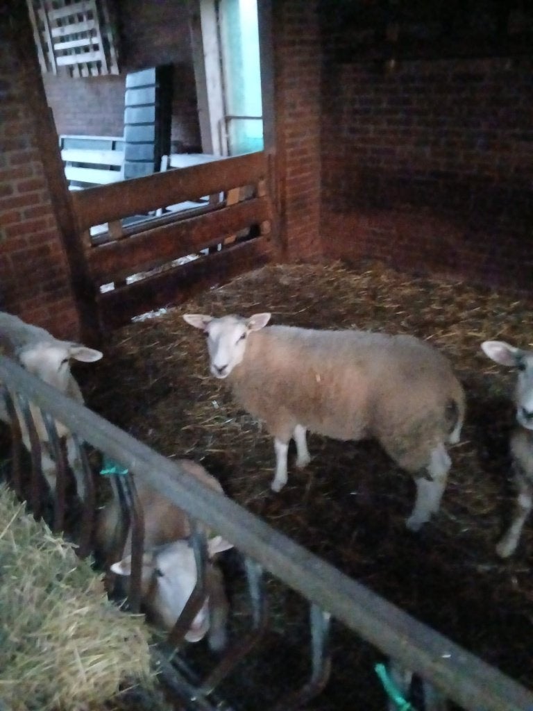 3 swifter ooilammeren, Dieren en Toebehoren, Schapen, Geiten en Varkens, Vrouwelijk, Schaap, 0 tot 2 jaar
