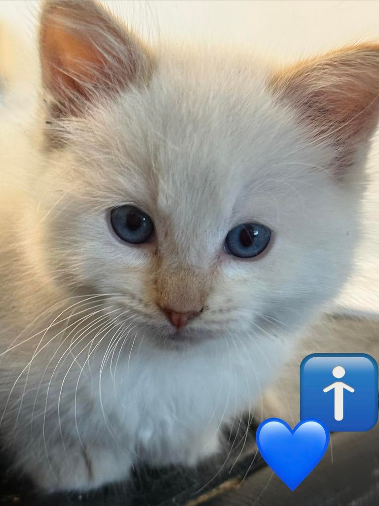 Raszuivere ragdoll kittens (m/v) + garantie en proefperiode, Meerdere dieren, Ontwormd, 0 tot 2 jaar