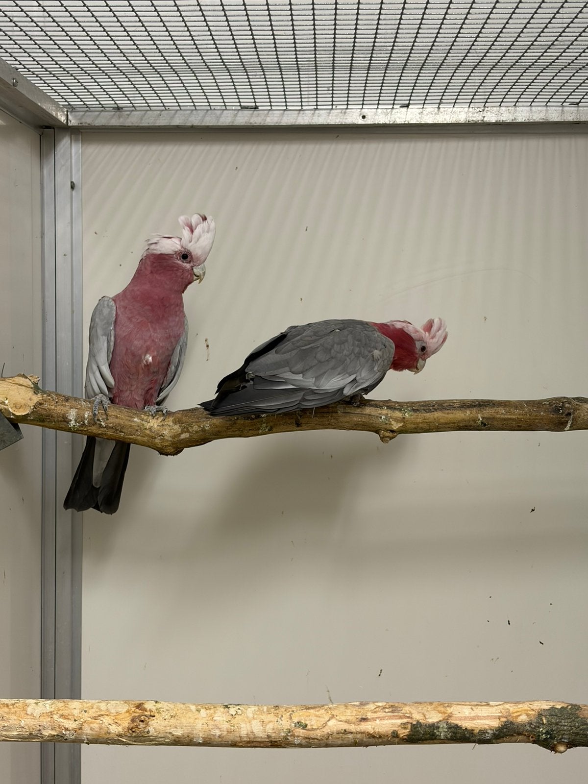 Koppel rosé kaketoes., Meerdere dieren, Parkiet, Geringd