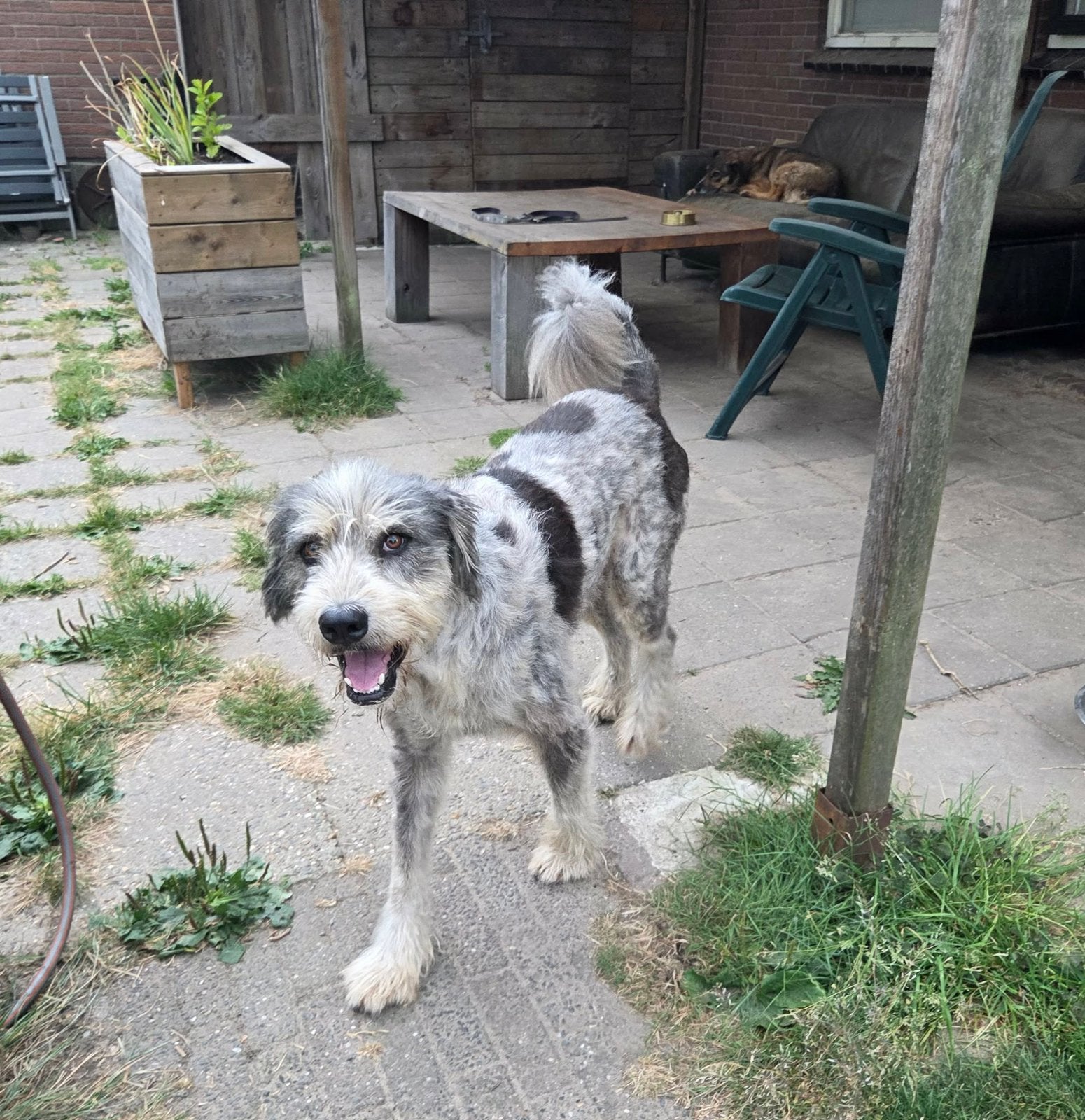 Wulkje, miorotic mix reu gecastreerd 7 jaar, Dieren en Toebehoren, Honden | Niet-rashonden, 6 jaar of ouder, Particulier, Reu