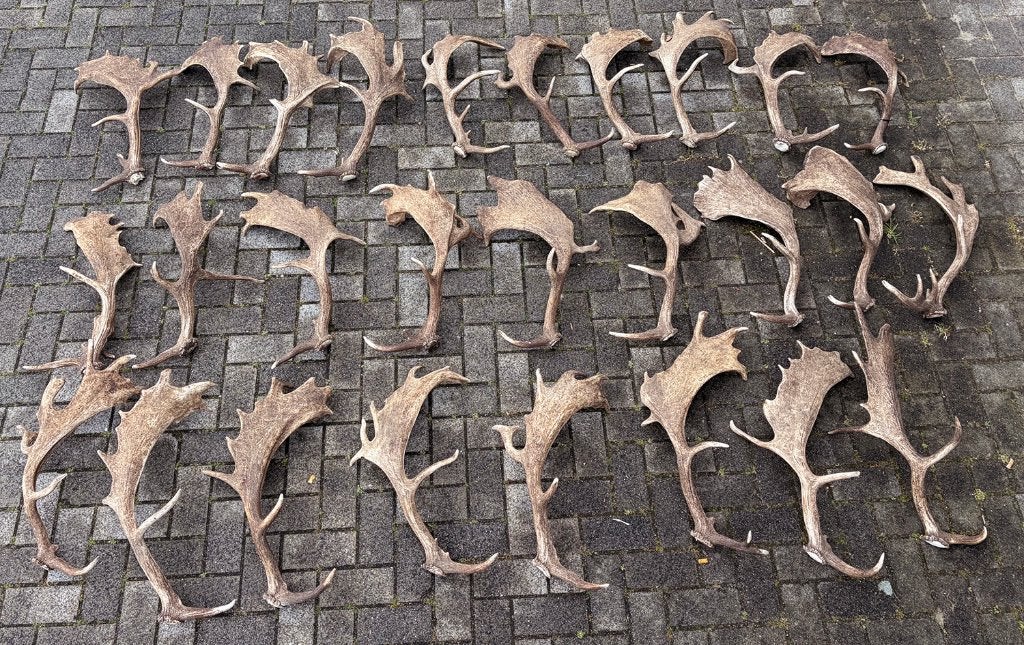 Diverse DAMHERT GEWEIEN - afwerpstangen
