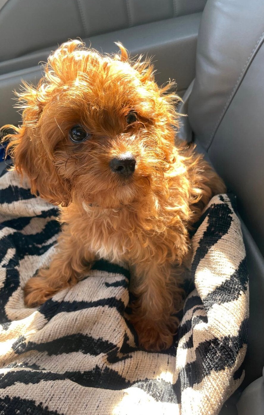 Cavapoo Puppy Teefje Cavalier King x Toy Poedel, Dieren en Toebehoren, Poedel, Particulier, 15 weken tot 1 jaar, Buitenland