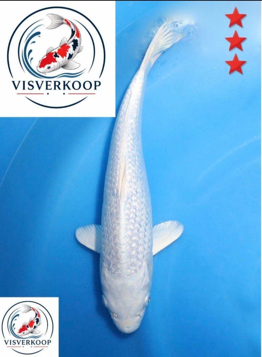 Koi Ginrin Platinum Ogon., Karper of Koi