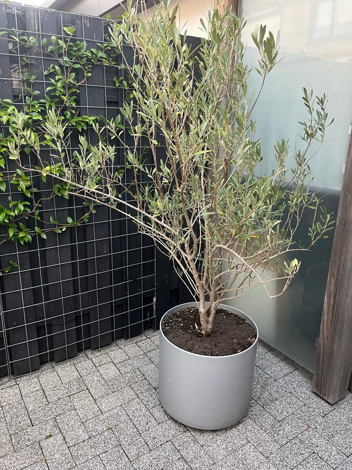 Olijfboom in pot - Mediterrane sfeer voor uw tuin, Volle zon, Vaste plant, Lente, Ophalen
