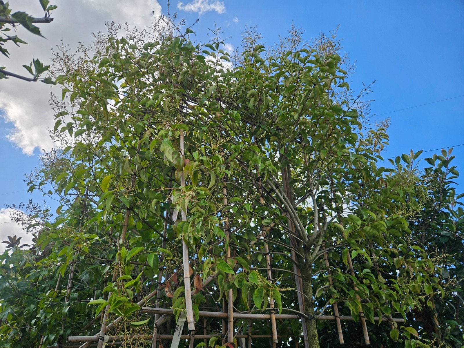 3 Groenblijvende leibomen Ligustrum Texanum 200 cm stam, In pot, Leiboom, Halfschaduw, Ophalen of Verzenden
