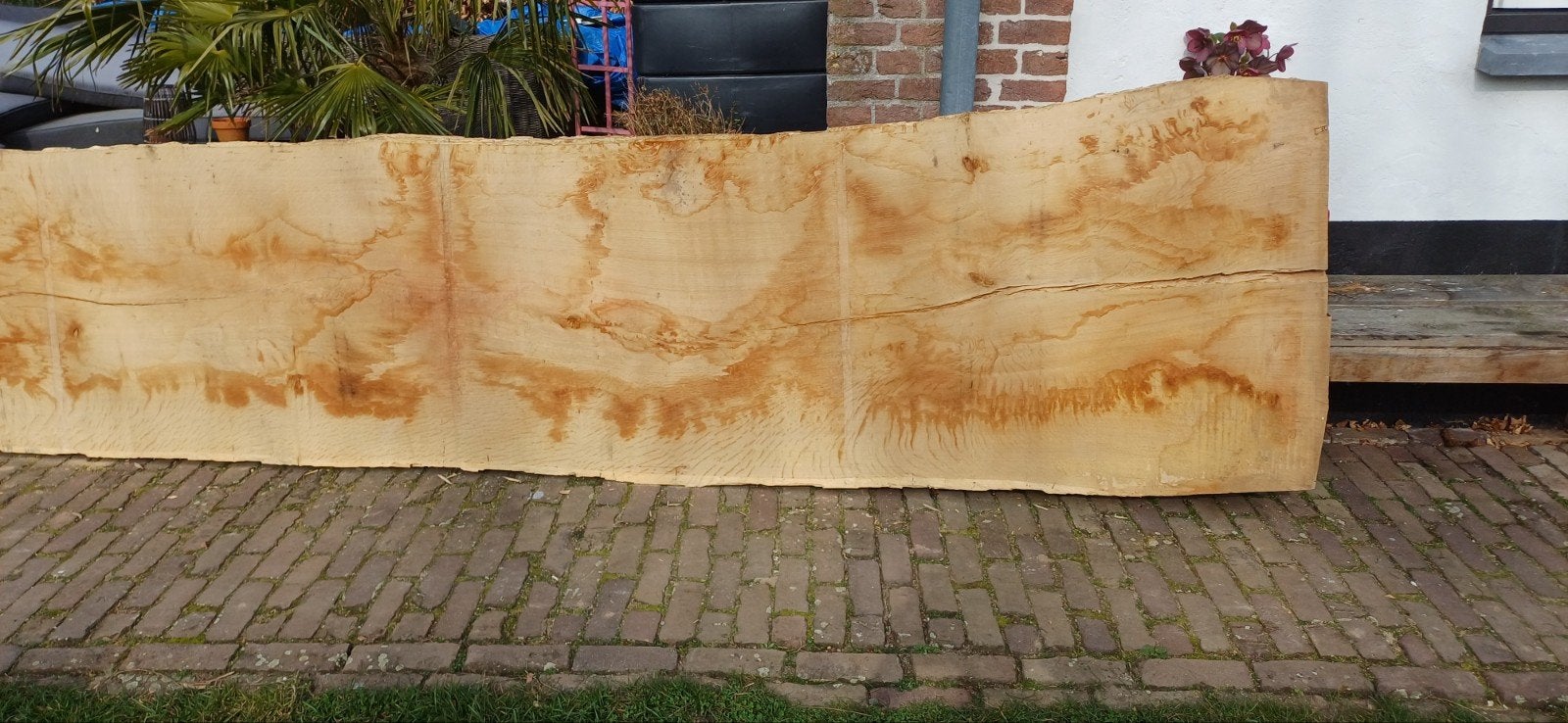 Eiken schaaldelen gedroogd., Ophalen of Verzenden, Nieuw, 250 cm of meer, Planken