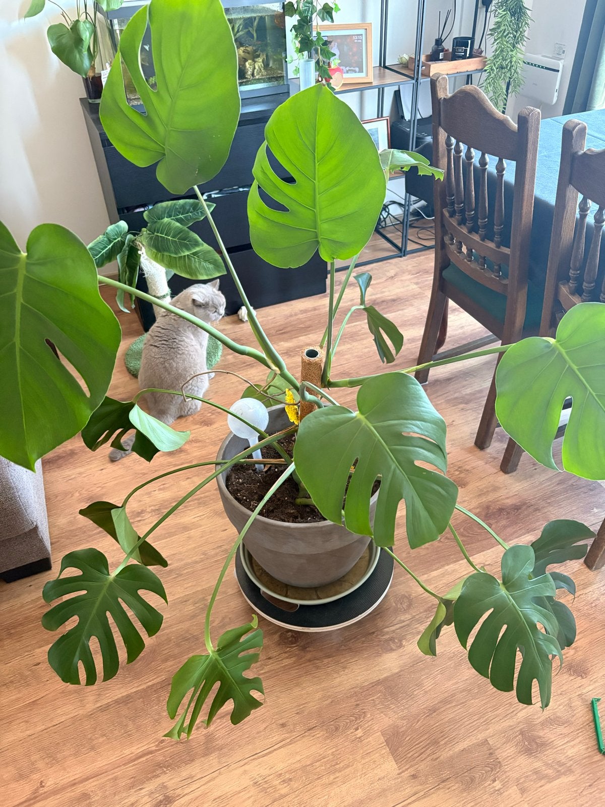 Grote Monstera Deliciosa, komt met rolwielen, Tuin en Terras, Vaste plant, Bloeit niet, Halfschaduw, Ophalen