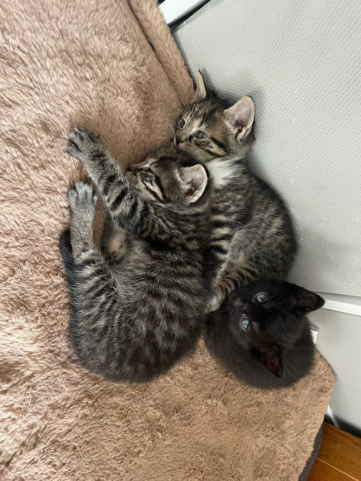 Drie kittens zoeken een nieuw onderkomen, Meerdere dieren, Ontwormd, 0 tot 2 jaar
