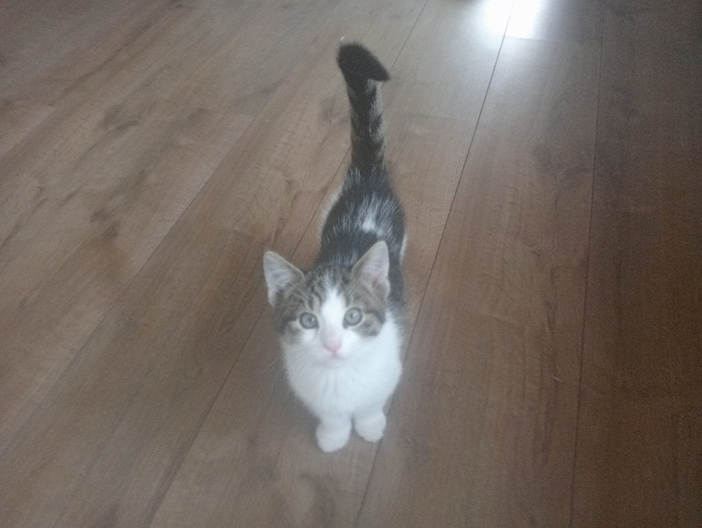 kittens, Kater, Ontwormd, 0 tot 2 jaar