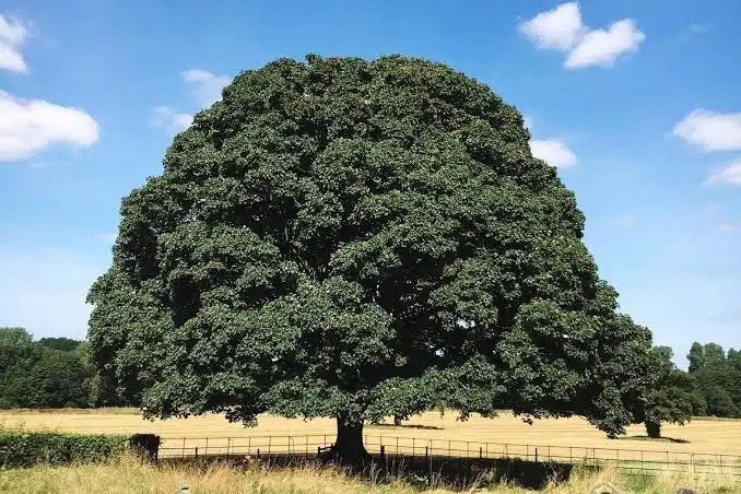 Gezocht: Eiken en/of Beuken Stammetjes, Ophalen of Verzenden, Volle zon, Overige soorten
