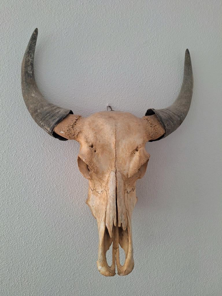 Buffelschedel (echt), Ophalen, Schedel