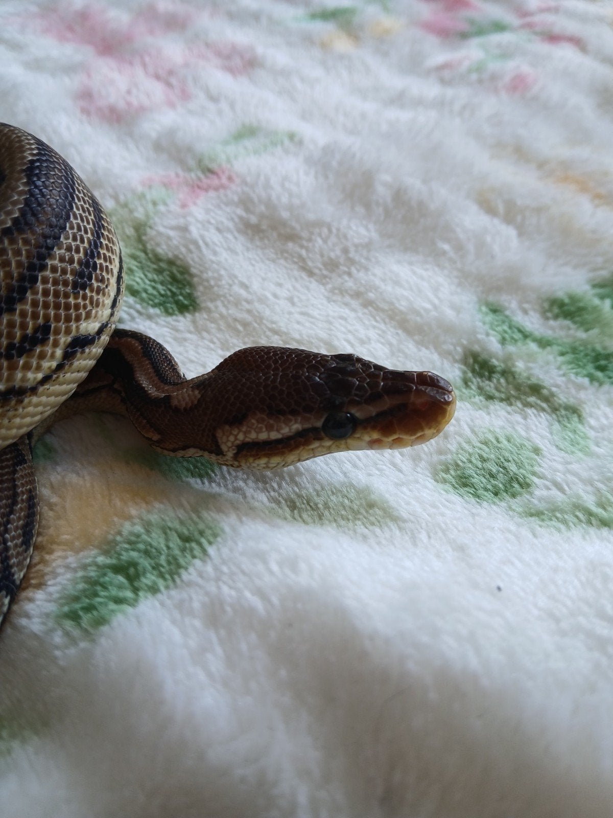 koningspython dames en mannen Ball Python photo 6