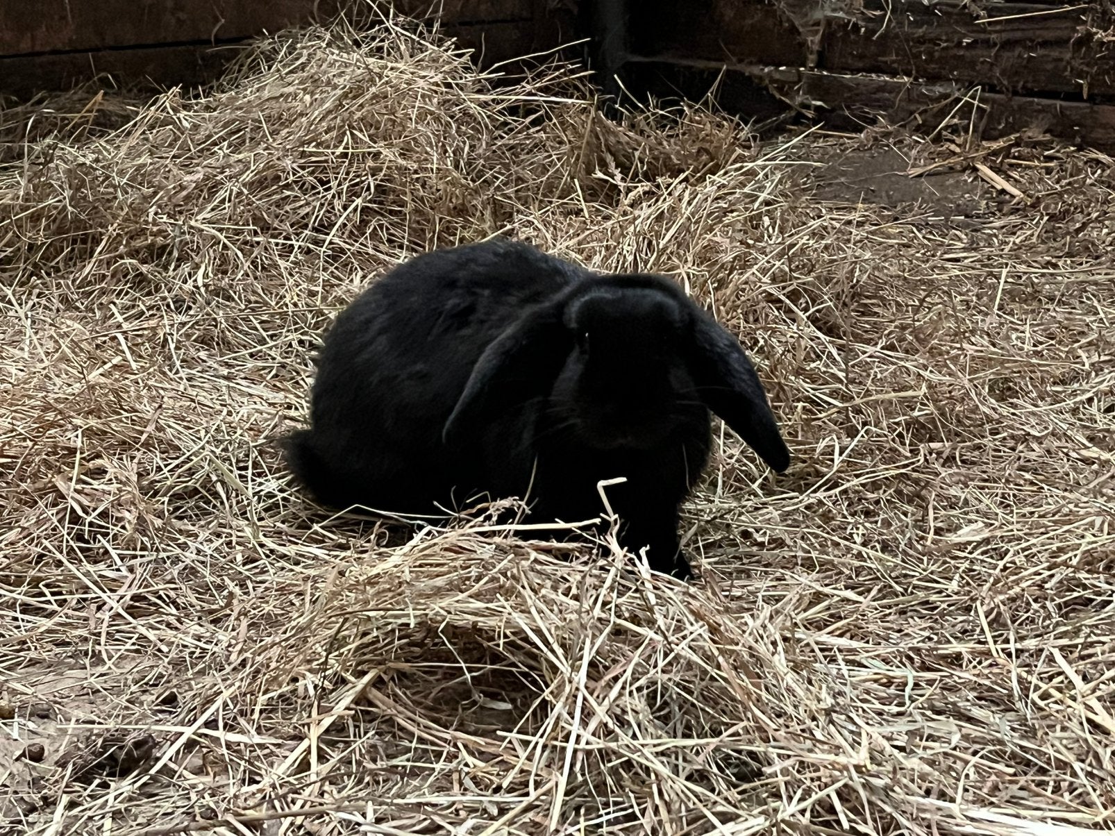 Dwerg hangoor konijntjes, Meerdere dieren, Dwerg, Hangoor