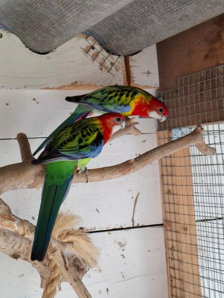 Rosella parkieten, Dieren en Toebehoren, Meerdere dieren, Parkiet