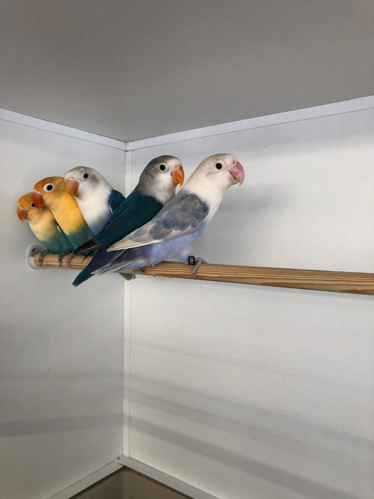 opaline ficherie,s, Meerdere dieren, Parkiet