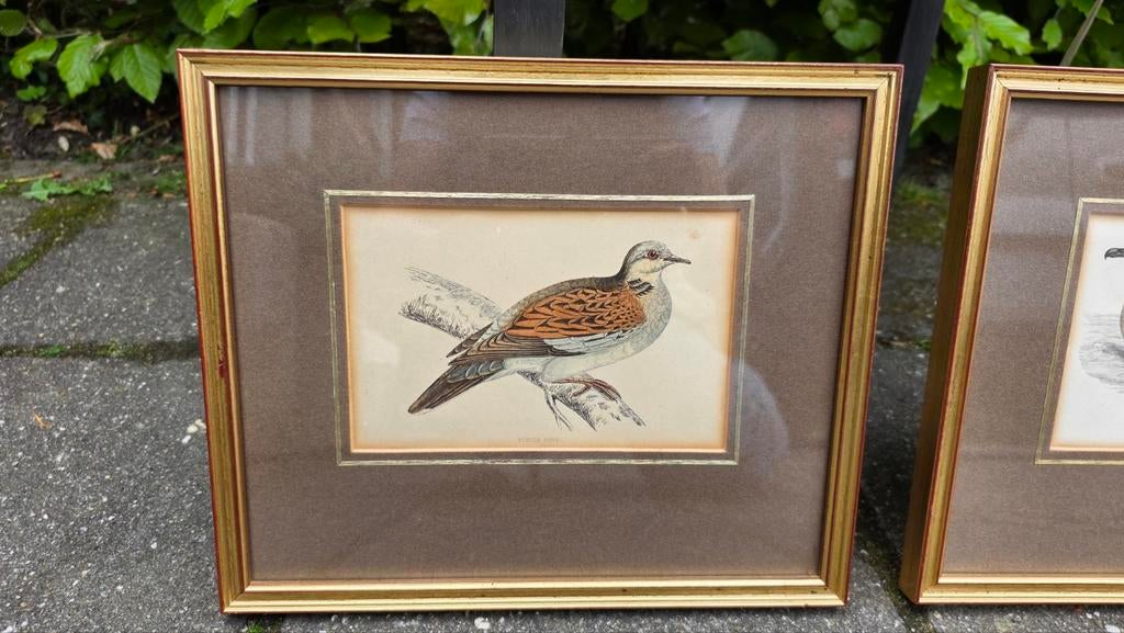 Vintage lijsten met passe-partout en vogelafbeeldingen, Minder dan 50 cm, Gebruikt, Vintage, Ophalen of Verzenden