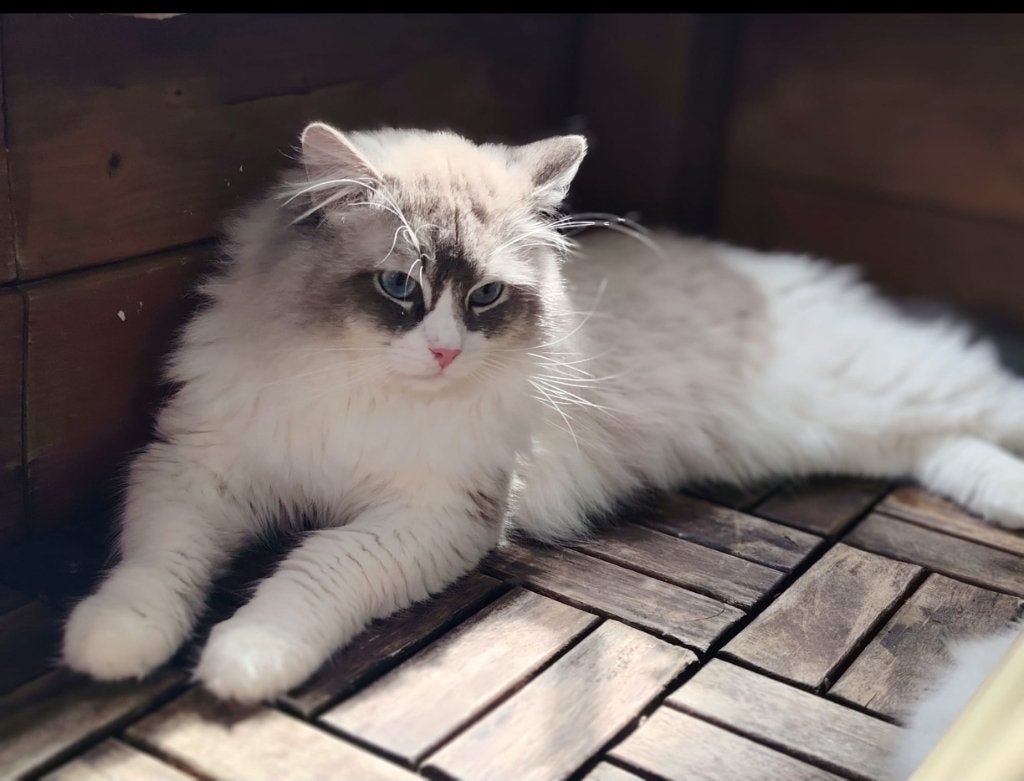 Ragdoll dekkater, Stamboom, Getest, lief, 3 tot 5 jaar