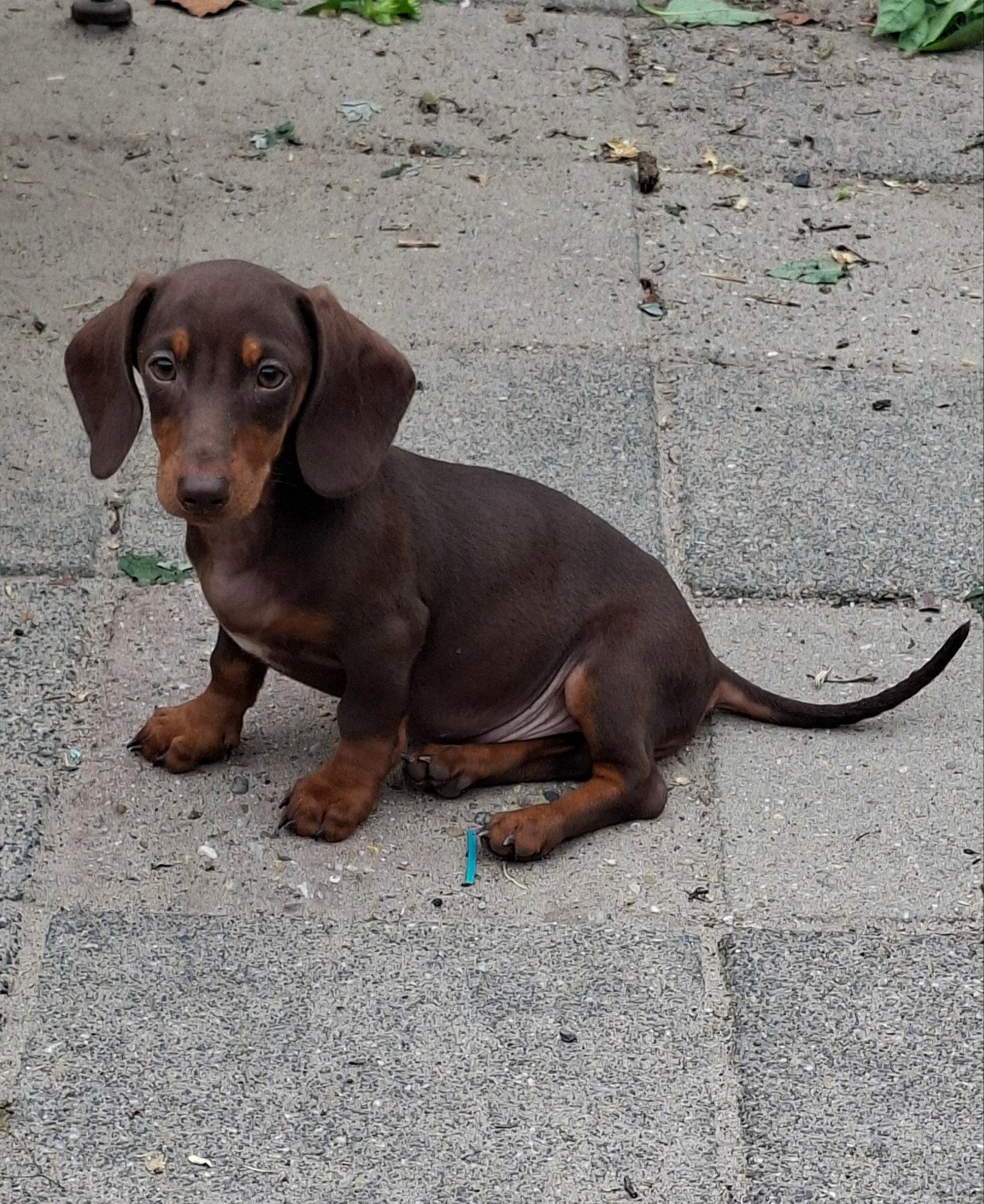 lieve knappe kortharige dwergteckel puppys, Dieren en Toebehoren, 8 tot 15 weken, Korthaar, Dwerg, Meerdere
