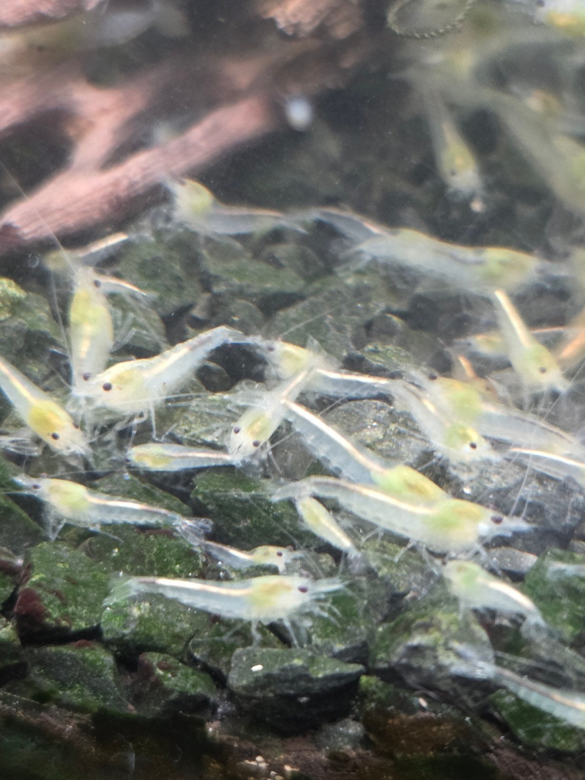 Neocaridina White Pearl Garnalen, Dieren en Toebehoren, Kreeft, Krab of Garnaal, Zoetwatervis, Schoolvis