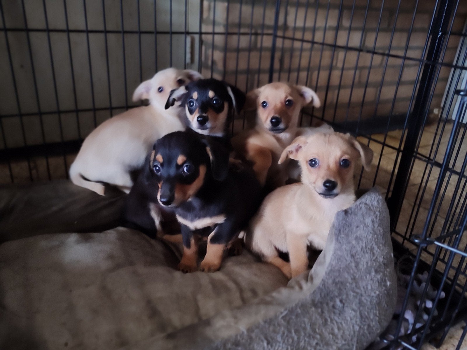 Hele lieve, leuke Keeshond x Dwergteckel pups., CDV (hondenziekte), 8 tot 15 weken, Dwerg, Meerdere