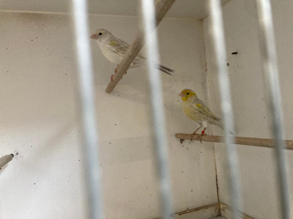 1 koppel Agaat geel mozaiek, Dieren en Toebehoren, Vogels | Kanaries, Meerdere dieren, Kleurkanarie