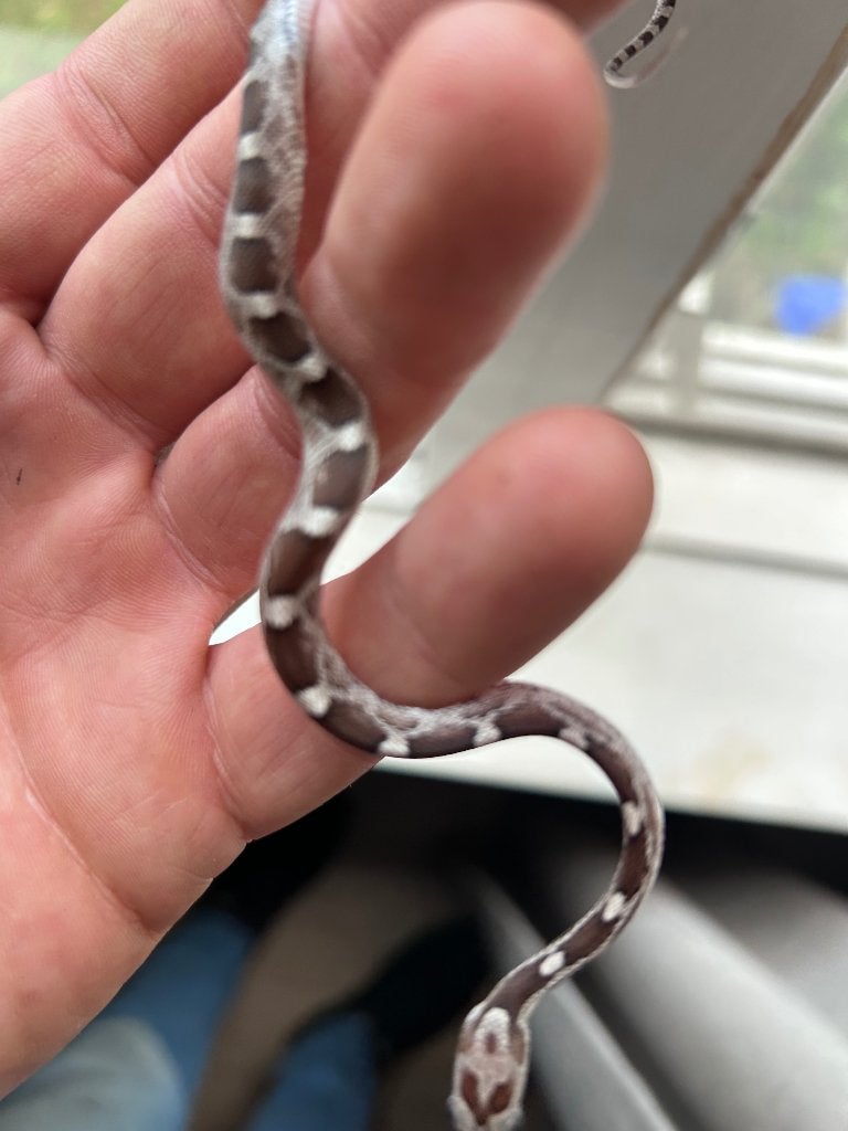 Rattenslangen zomer 2026 Rat Snake - unknown for sale from Bartels