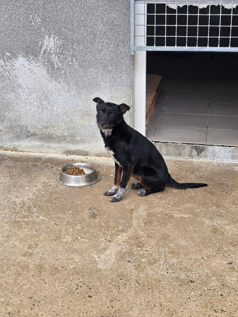  Bea – klein van stuk, groot in liefde , Dieren en Toebehoren, Honden | Niet-rashonden, Particulier, 15 weken tot 1 jaar, Buitenland