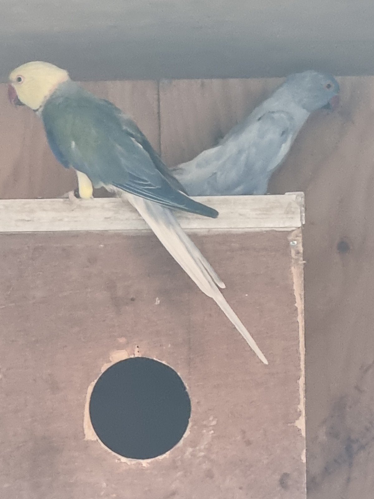 halsbanden, Dieren en Toebehoren, Vogels | Parkieten en Papegaaien, Meerdere dieren, Parkiet