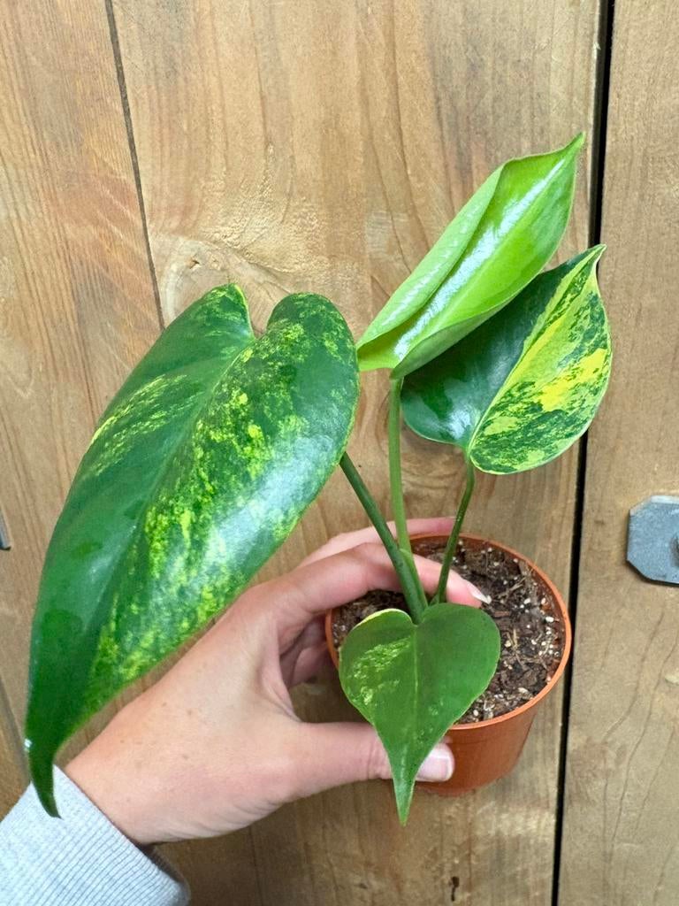 Monstera deliciosa variegata plant aurea yellow lemon mint, Huis en Inrichting, Kamerplanten, Ophalen of Verzenden, Halfschaduw