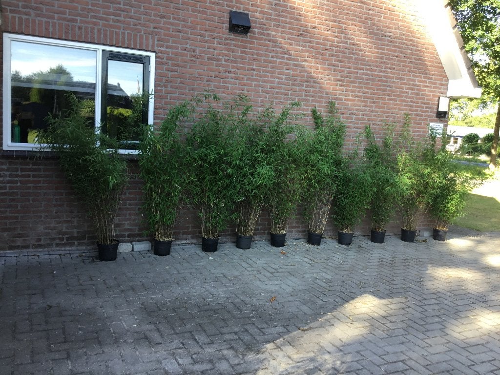 Fargesia nitida Black Pearl, niet woekerende bamboe!!!, Vaste plant, Bloeit niet, Halfschaduw, Ophalen