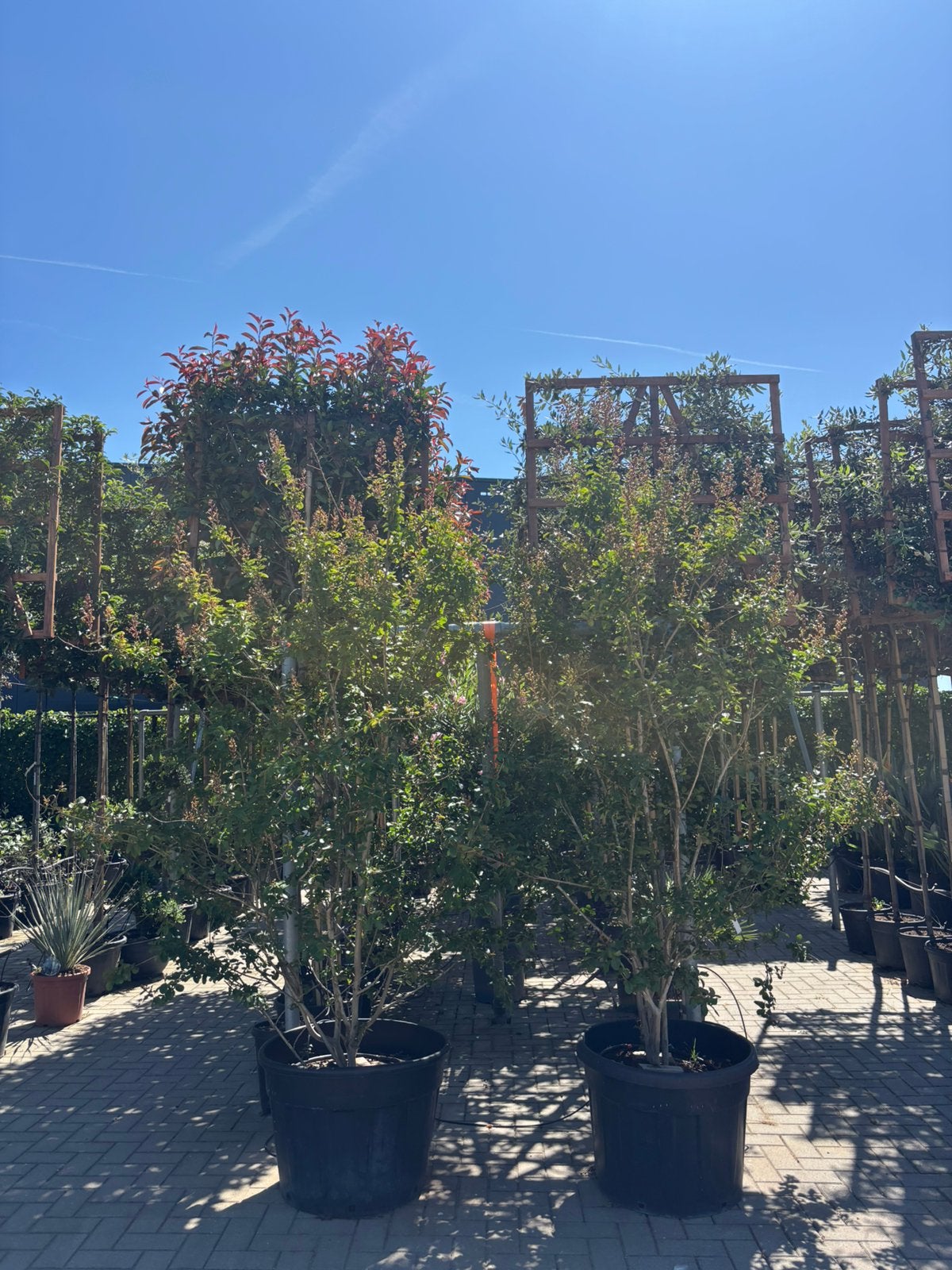 Lagerstroemia indica “pink”, Tuin en Terras, Overige soorten, 100 tot 250 cm, Zomer, Ophalen