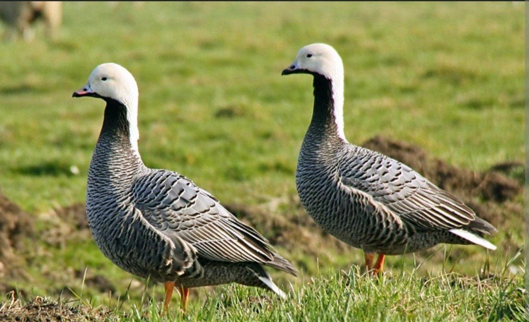 Siereenden, watervogels, Meerdere dieren, Eend